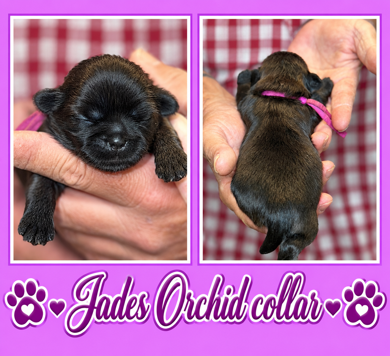 Jades orchid collar , a Shih Tzu