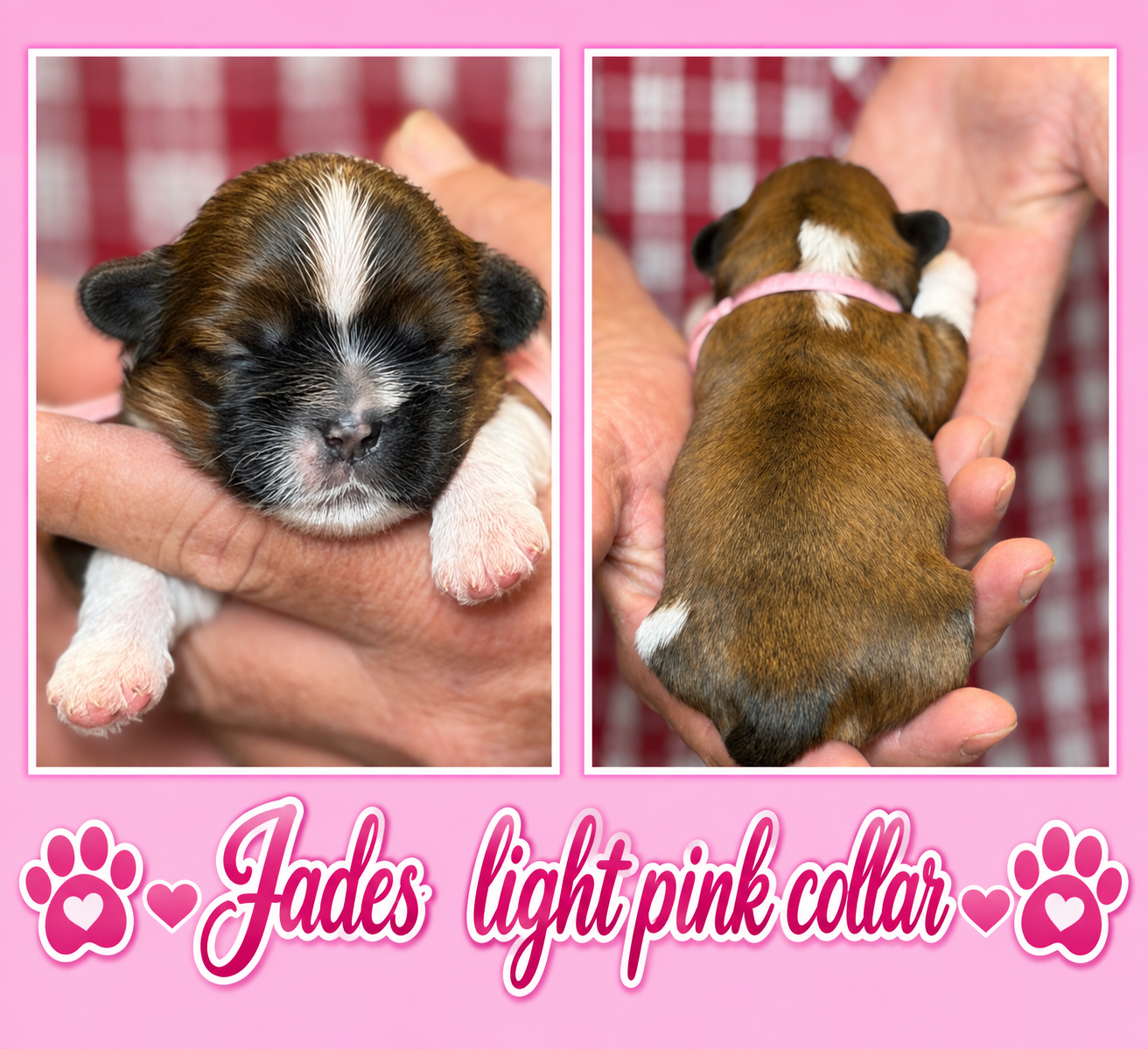 Jades light pink collar , a Shih Tzu