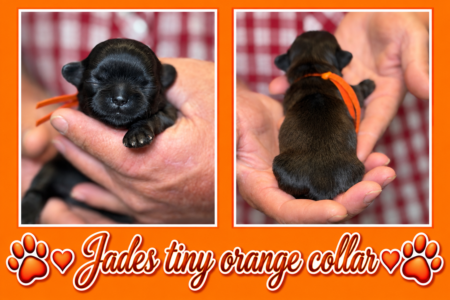 Jades orange collar , a Shih Tzu