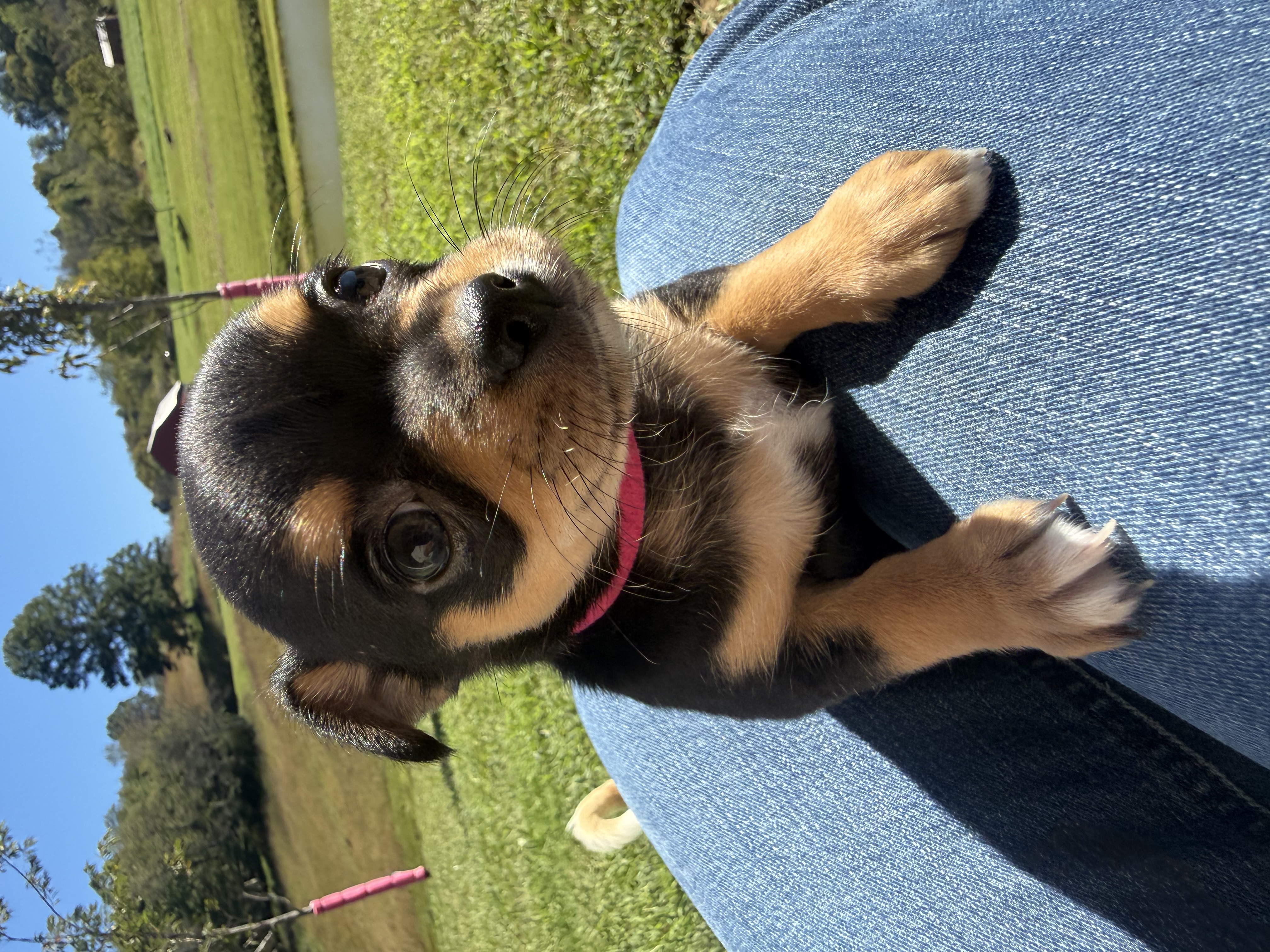 #1, a Chihuahua