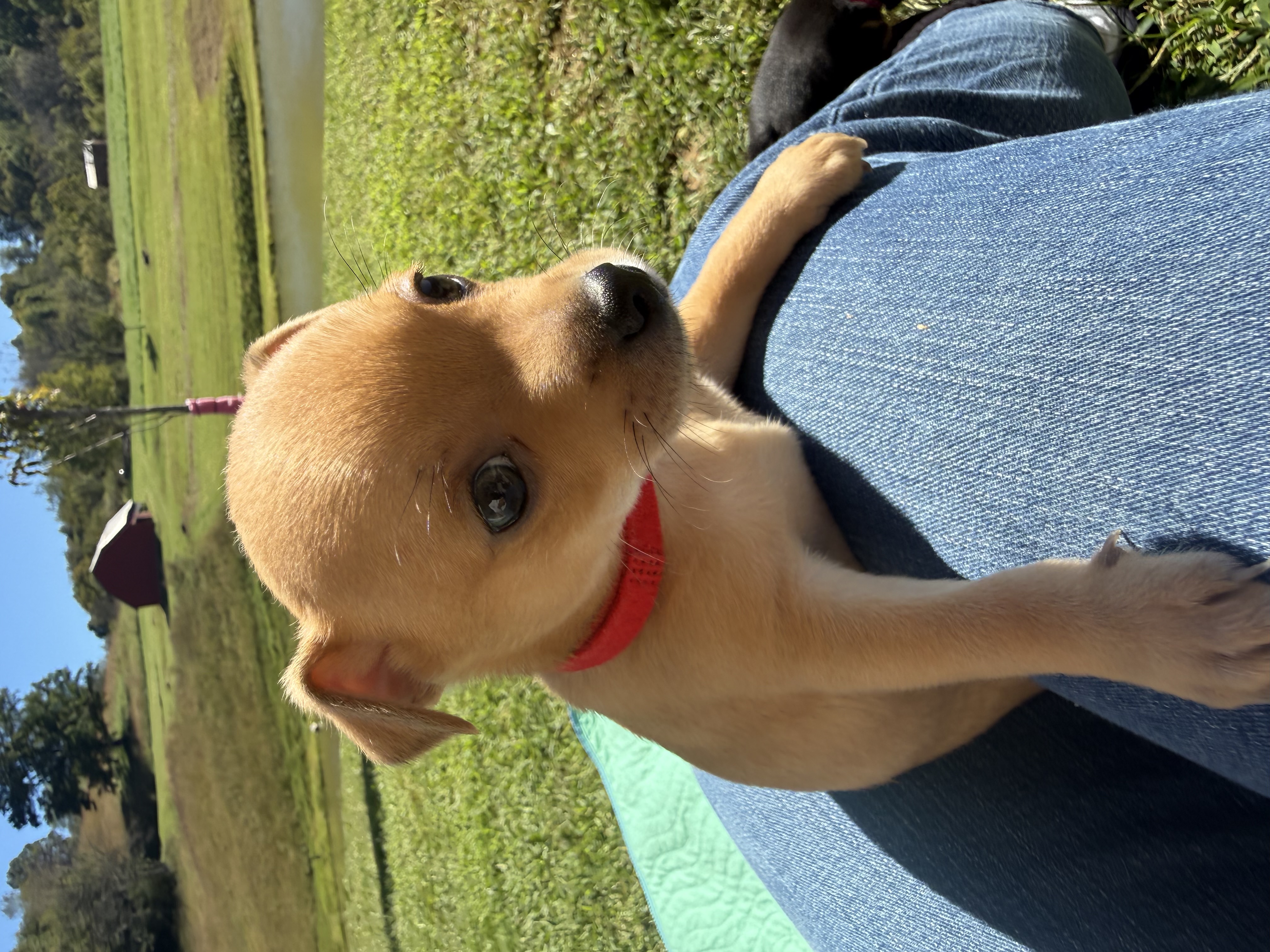 #2, a Chihuahua