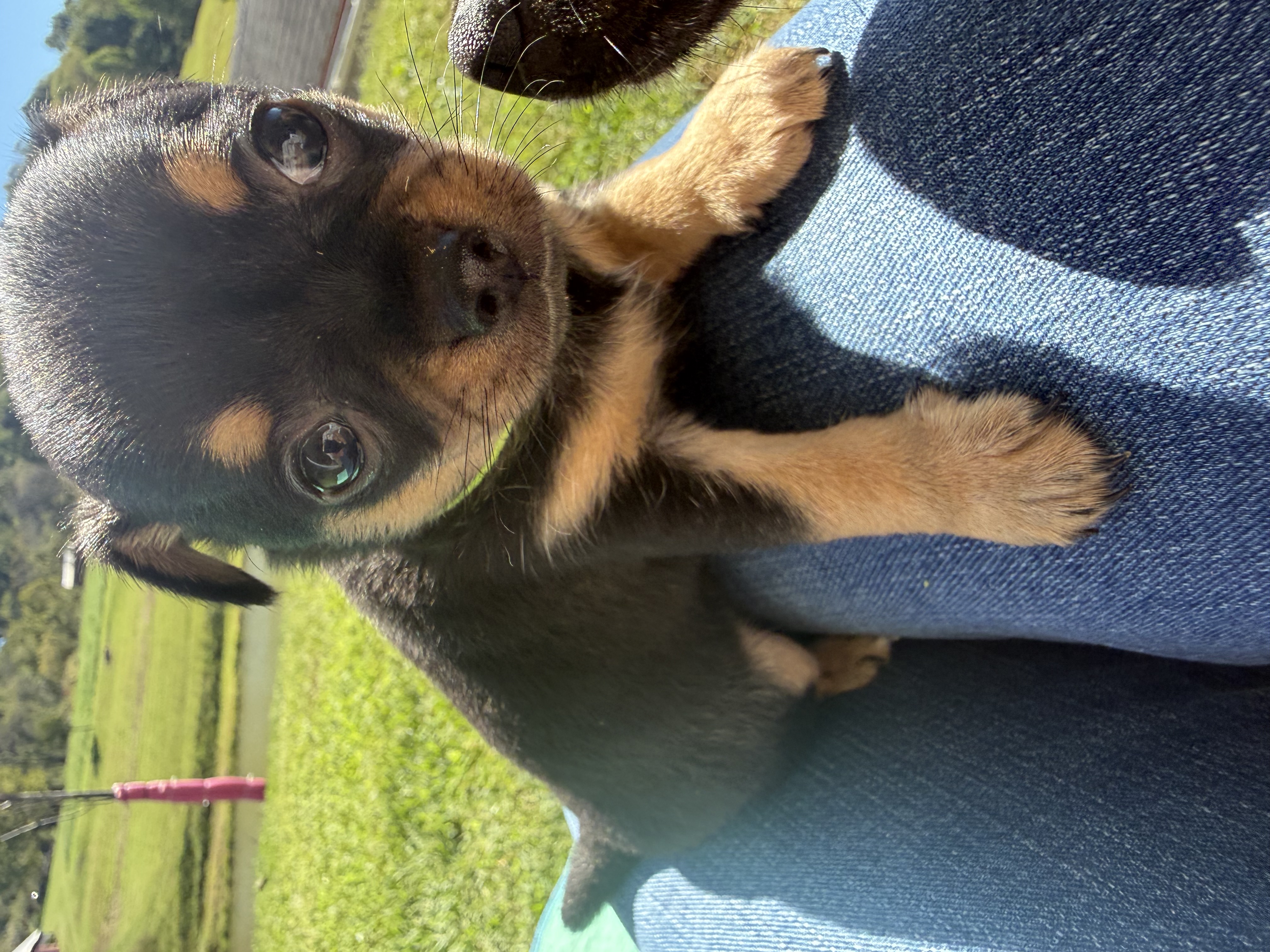 #3 , a Chihuahua