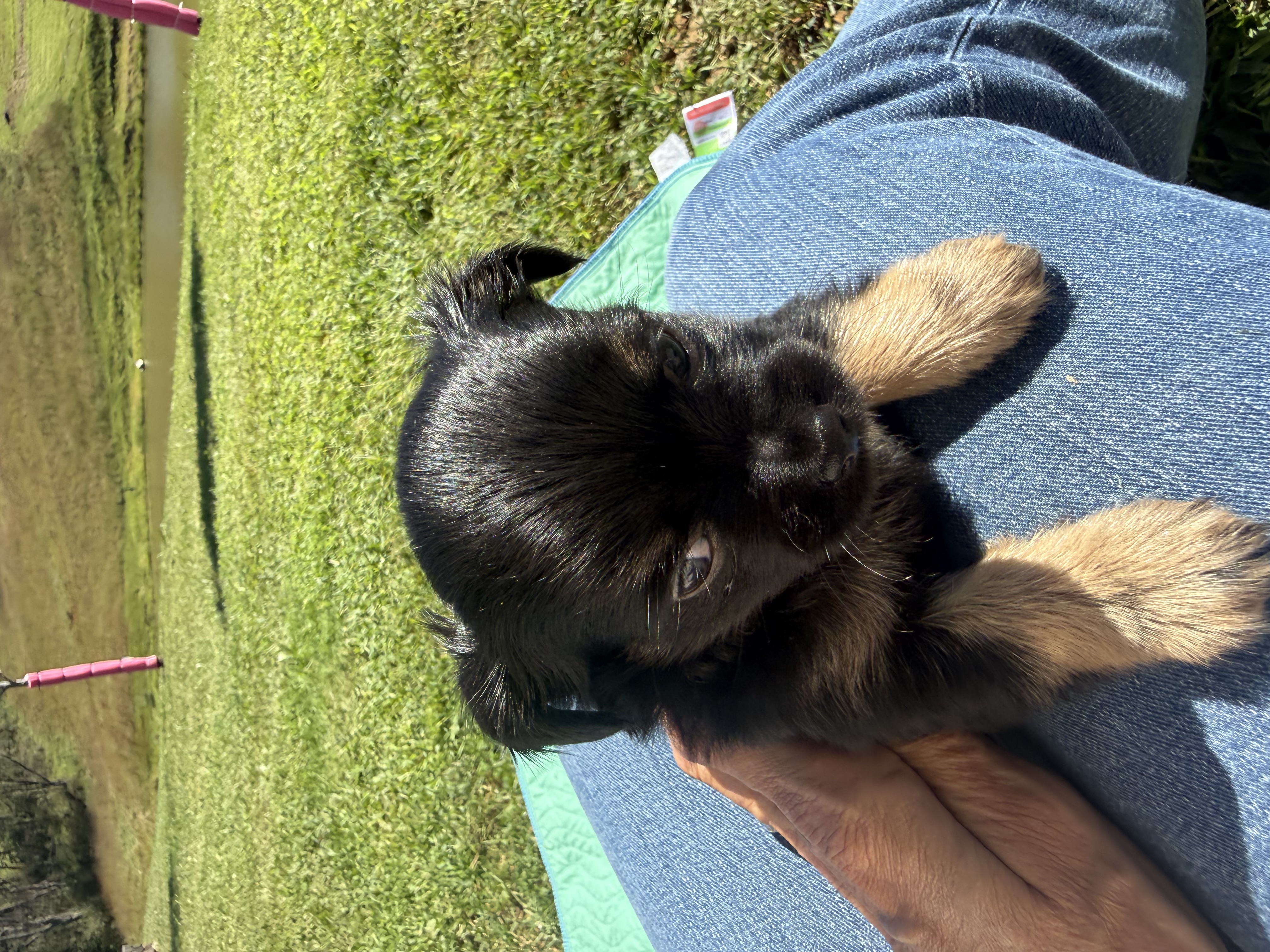 #4, a Chihuahua