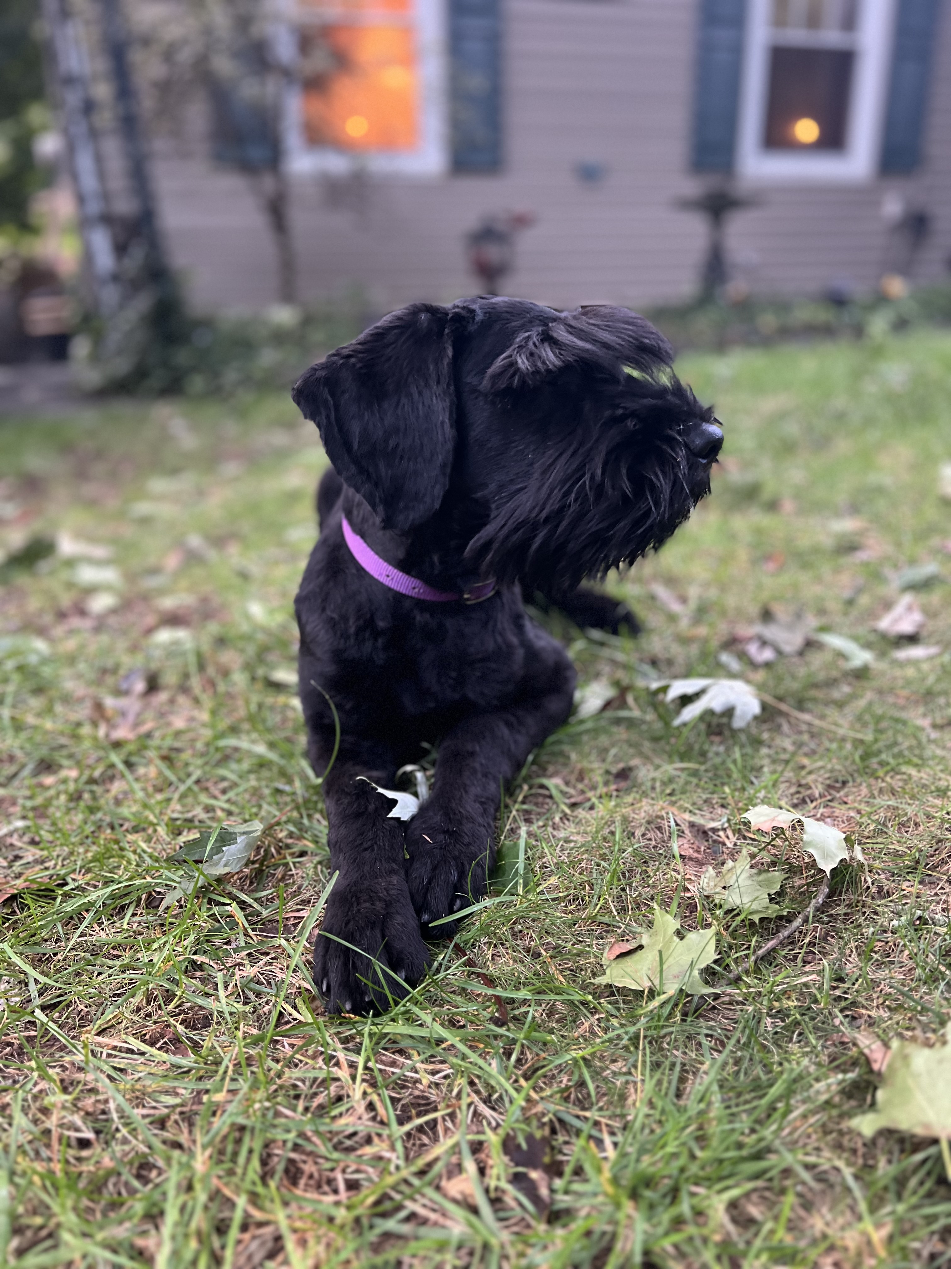Grizzly , a Giant Schnauzer