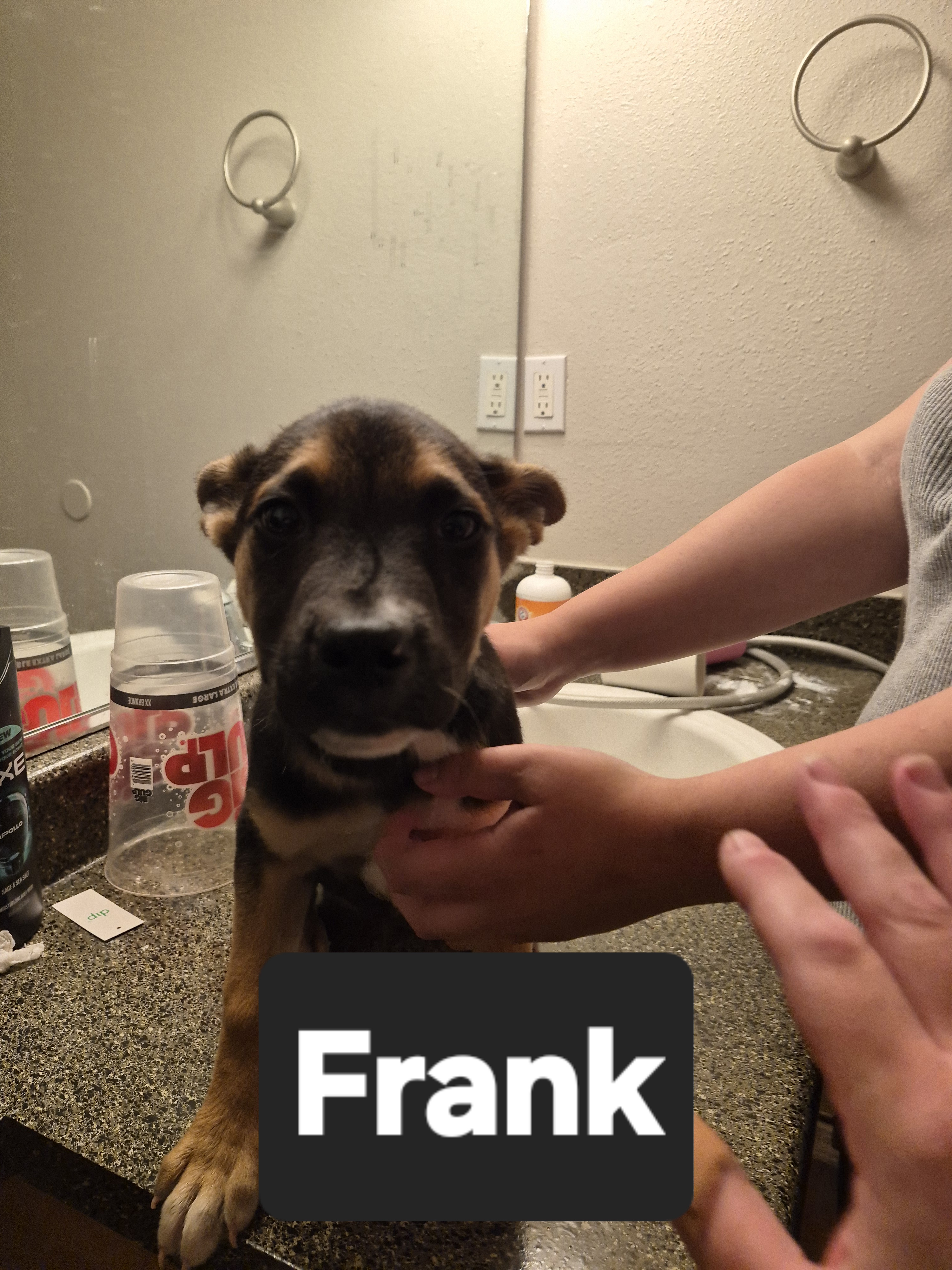 Frank, a German Shepherd