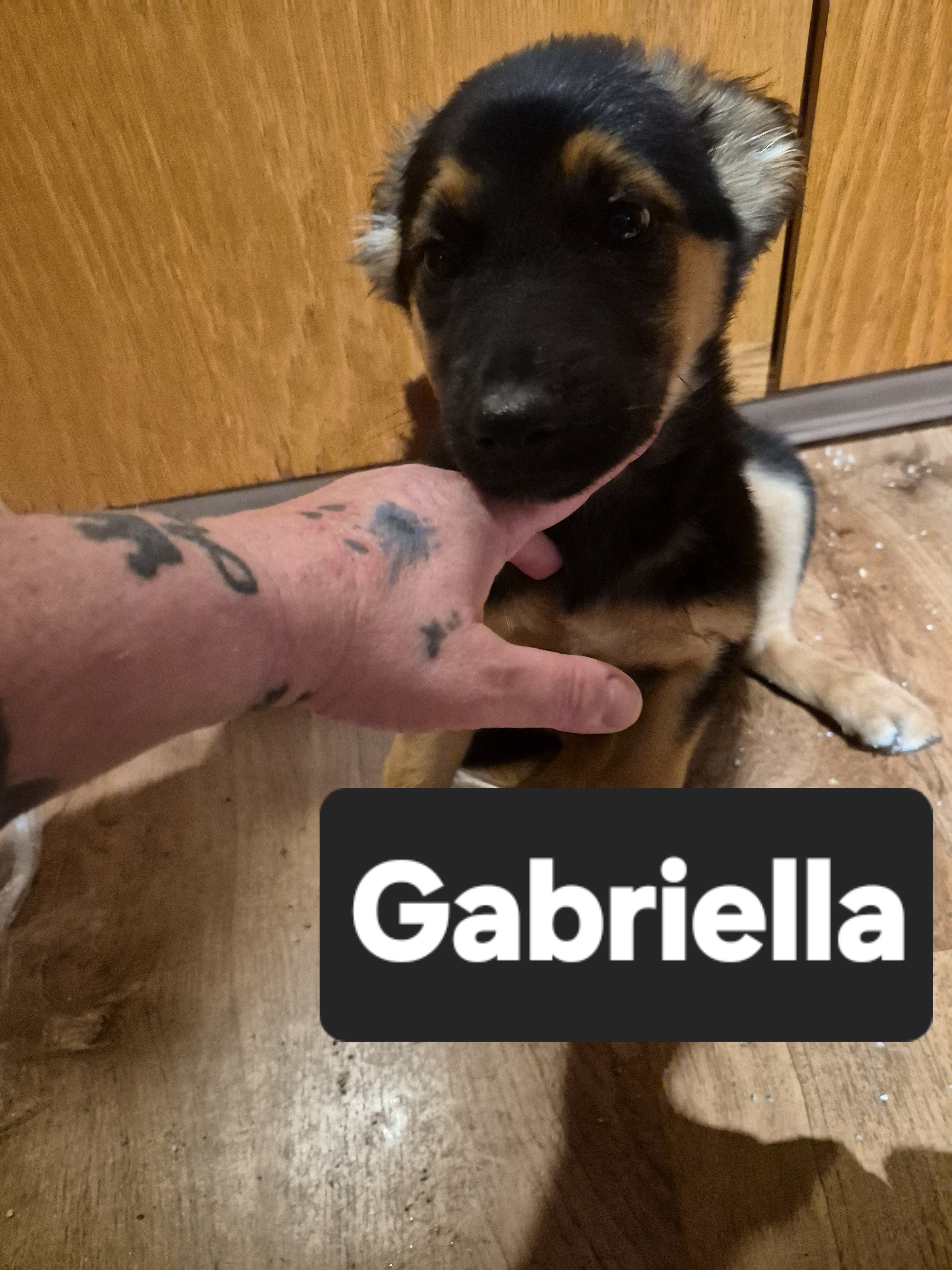 Gabriella (Gabby), a German Shepherd