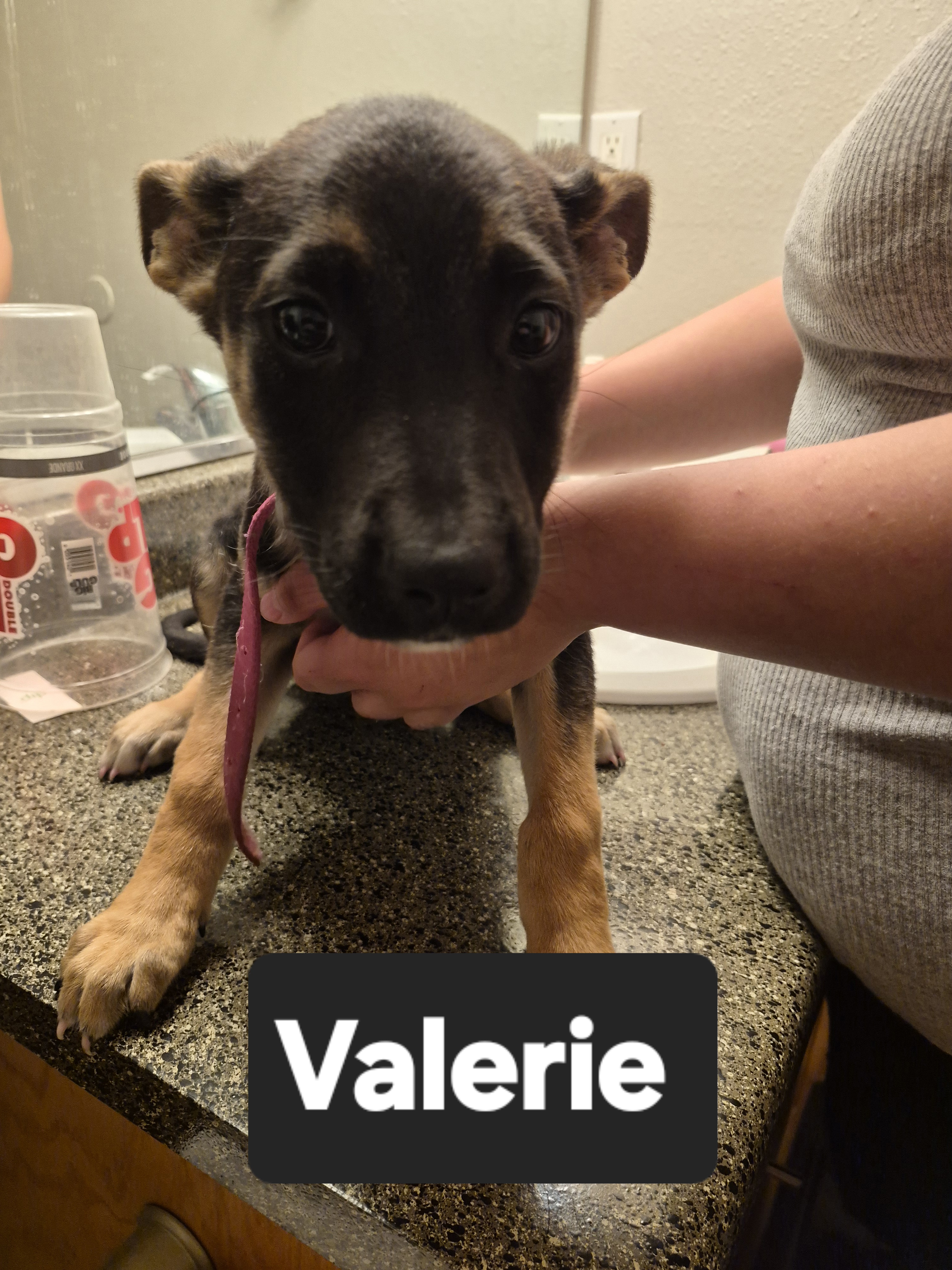 Valerie, a German Shepherd