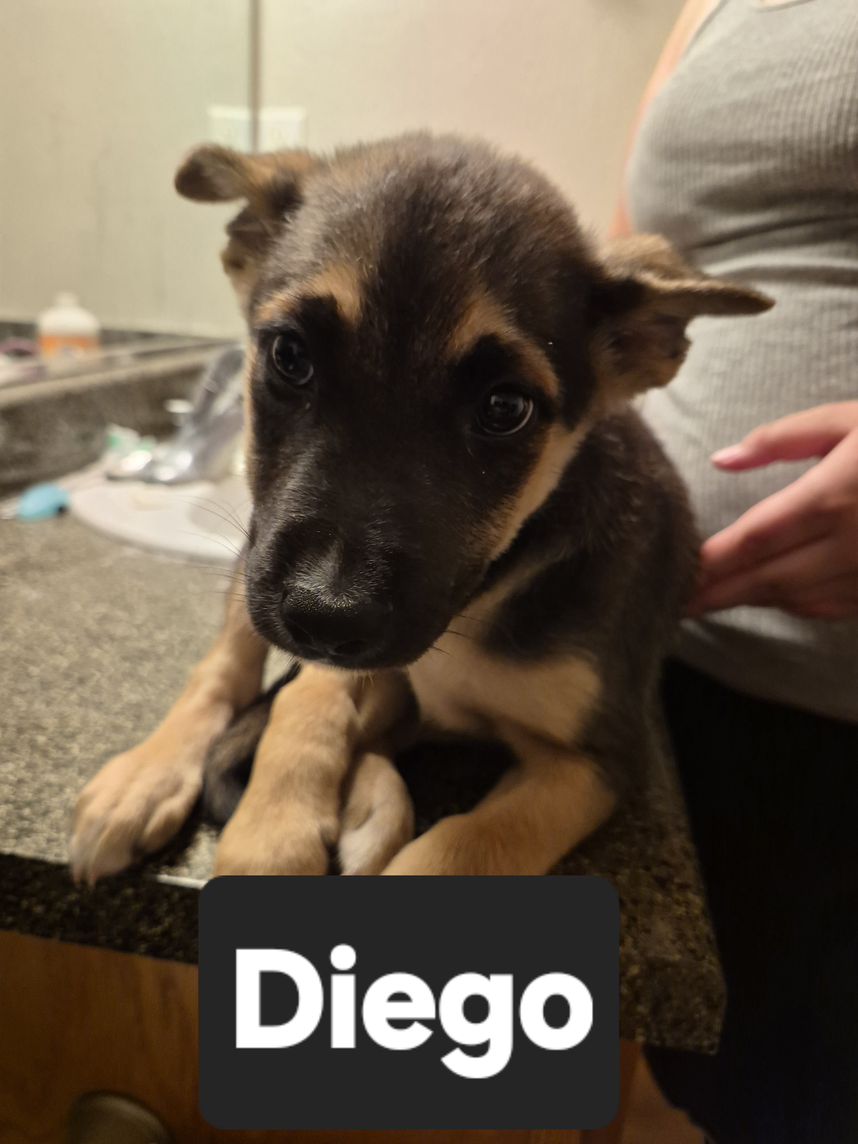 Diego, a German Shepherd
