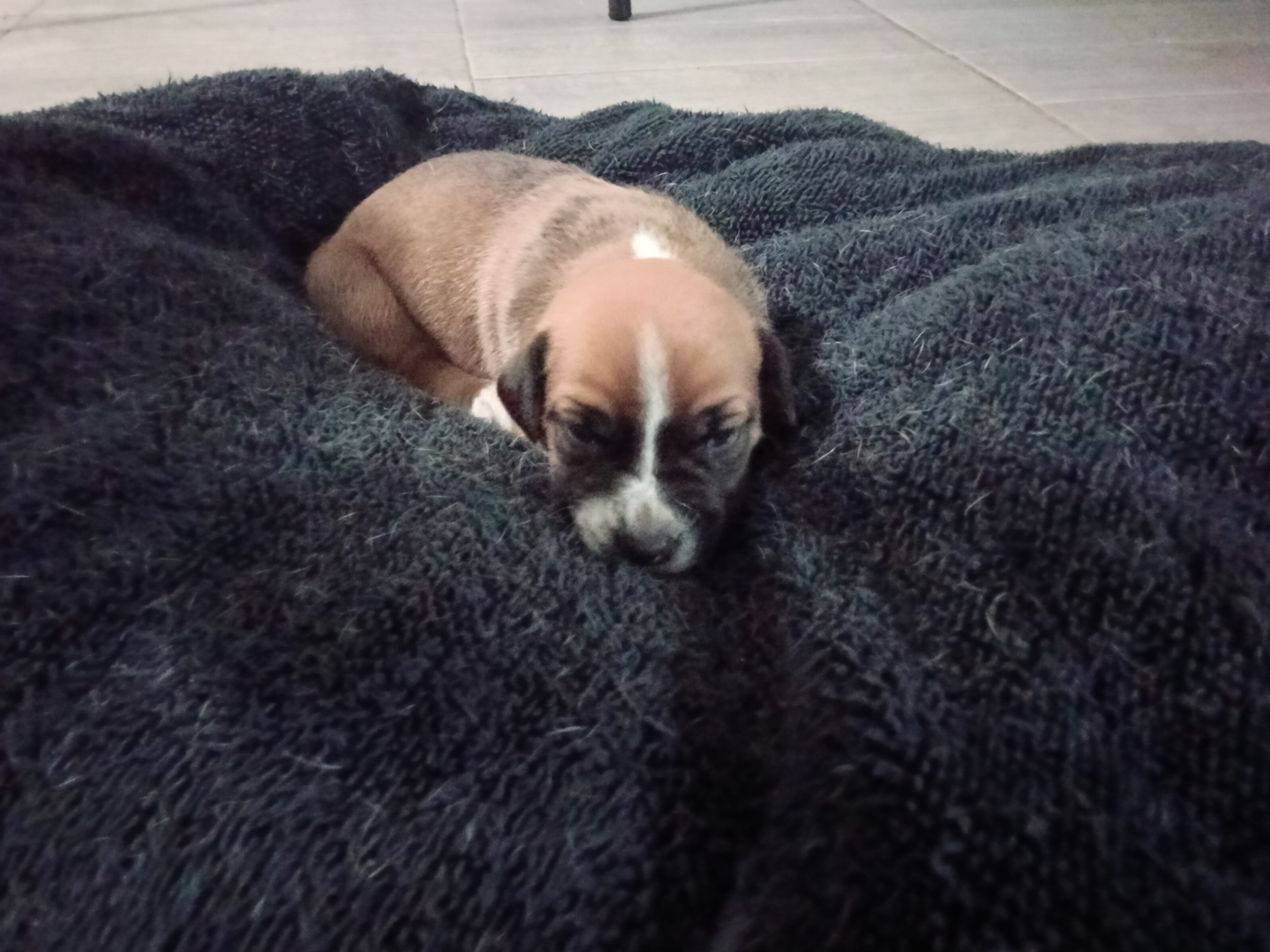 American bulldog mix German shepherd puppie, a American Bulldog