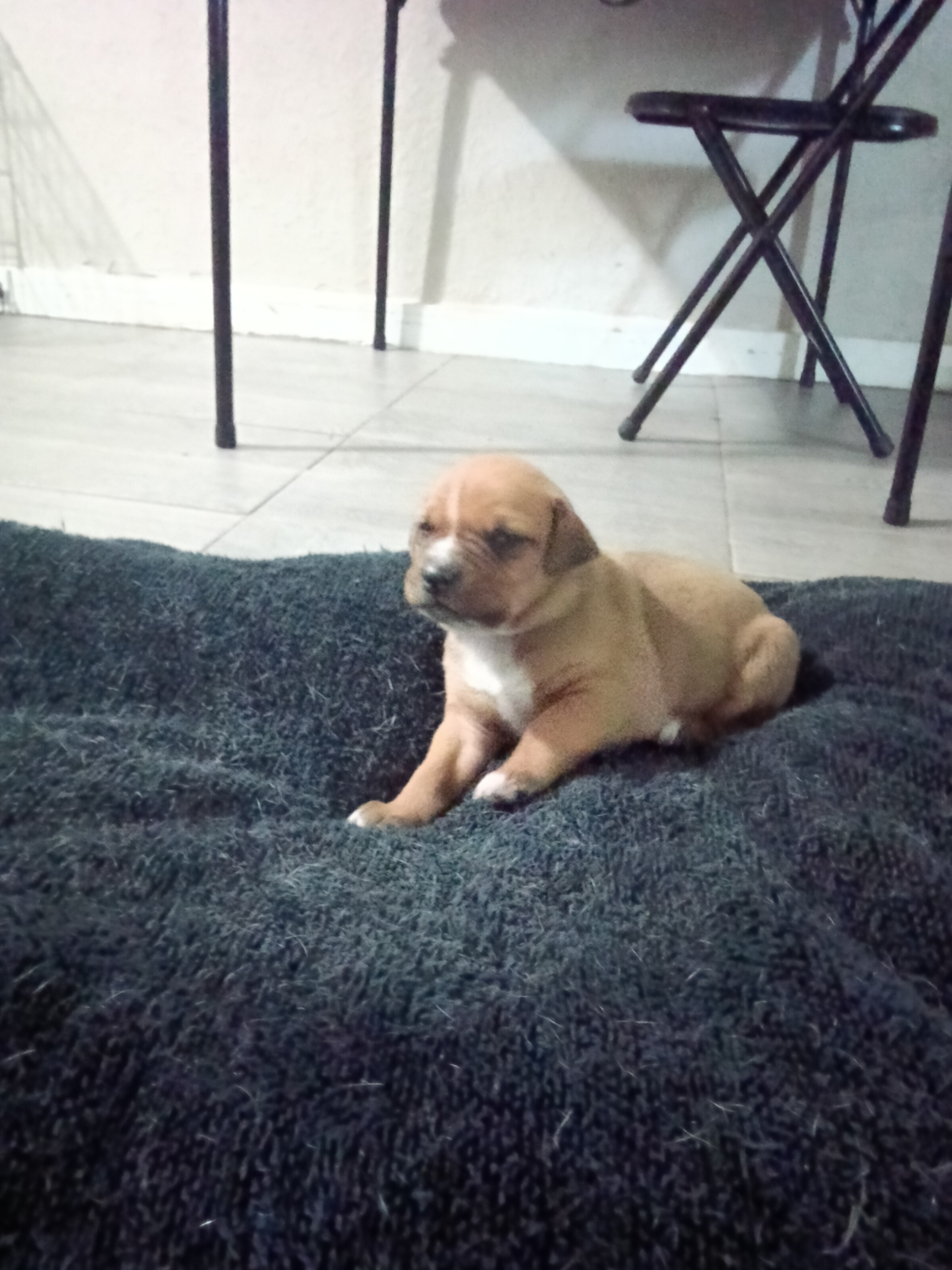 American bulldog mix German shepherd puppie, a American Bulldog