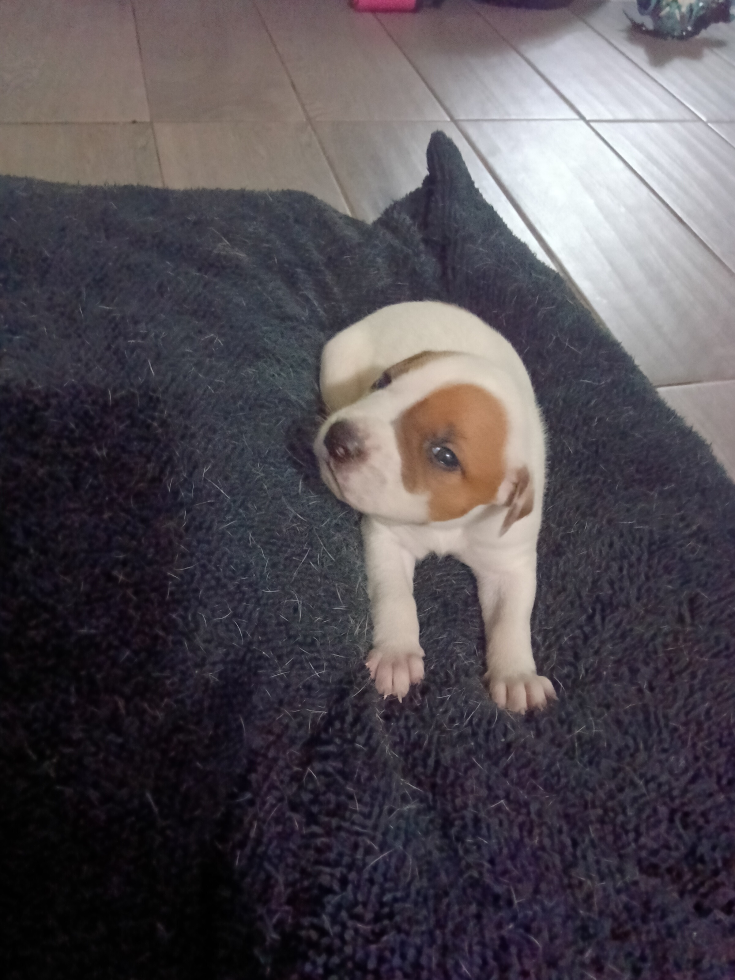 American bulldog German shepherd puppie, a American Bulldog