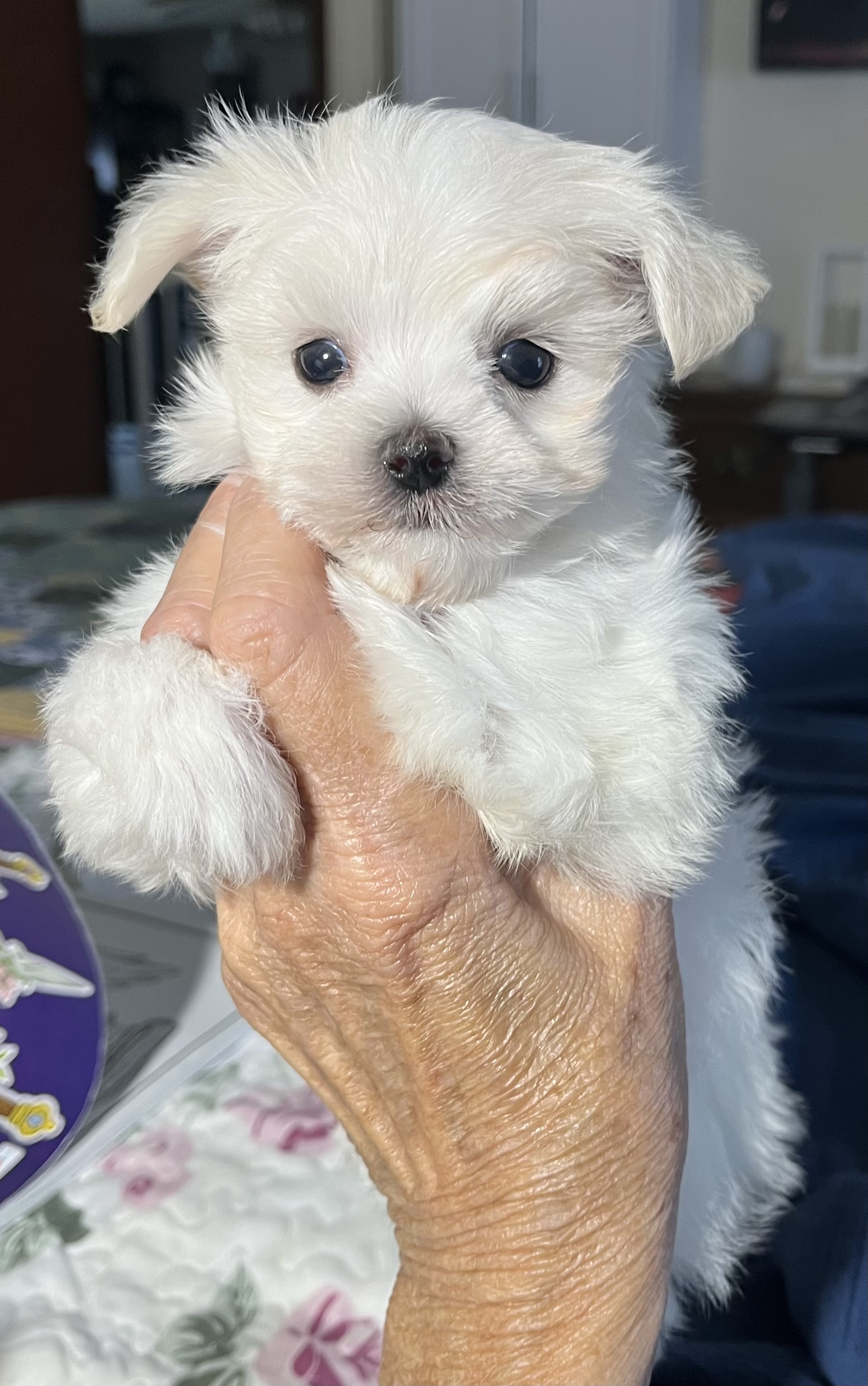 Tot, a Maltese