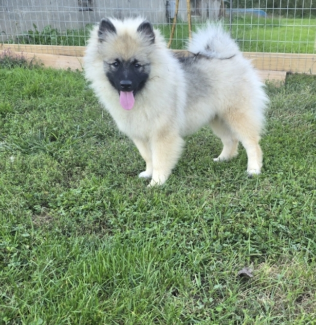 Hexx, a Keeshond