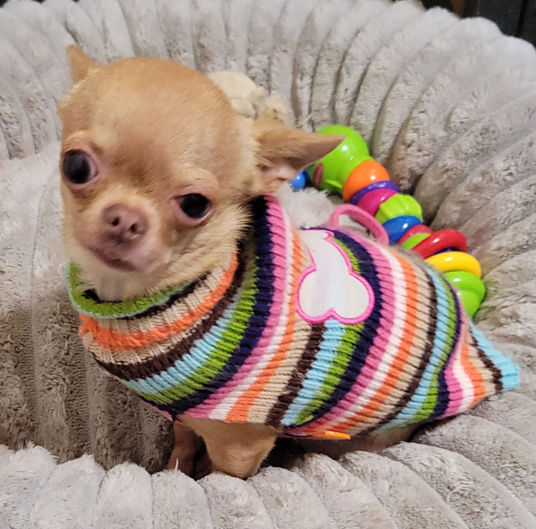 AKC Chewy , a Chihuahua