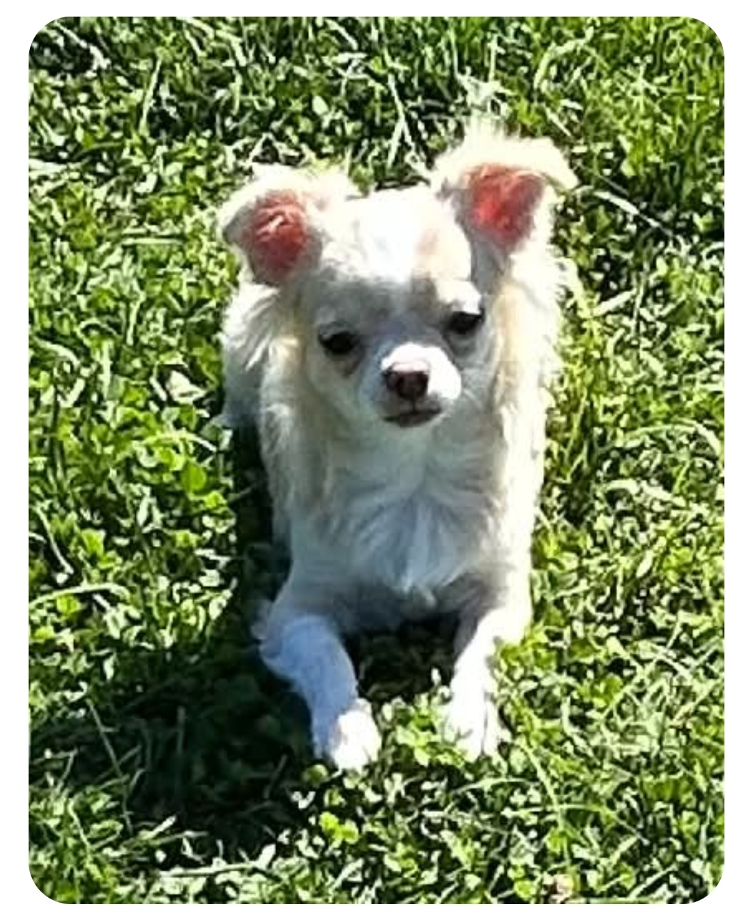 AKC Taco, a Chihuahua