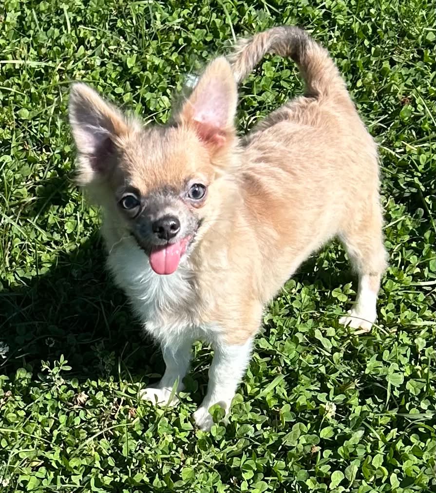 AKC Shotzee , a Chihuahua