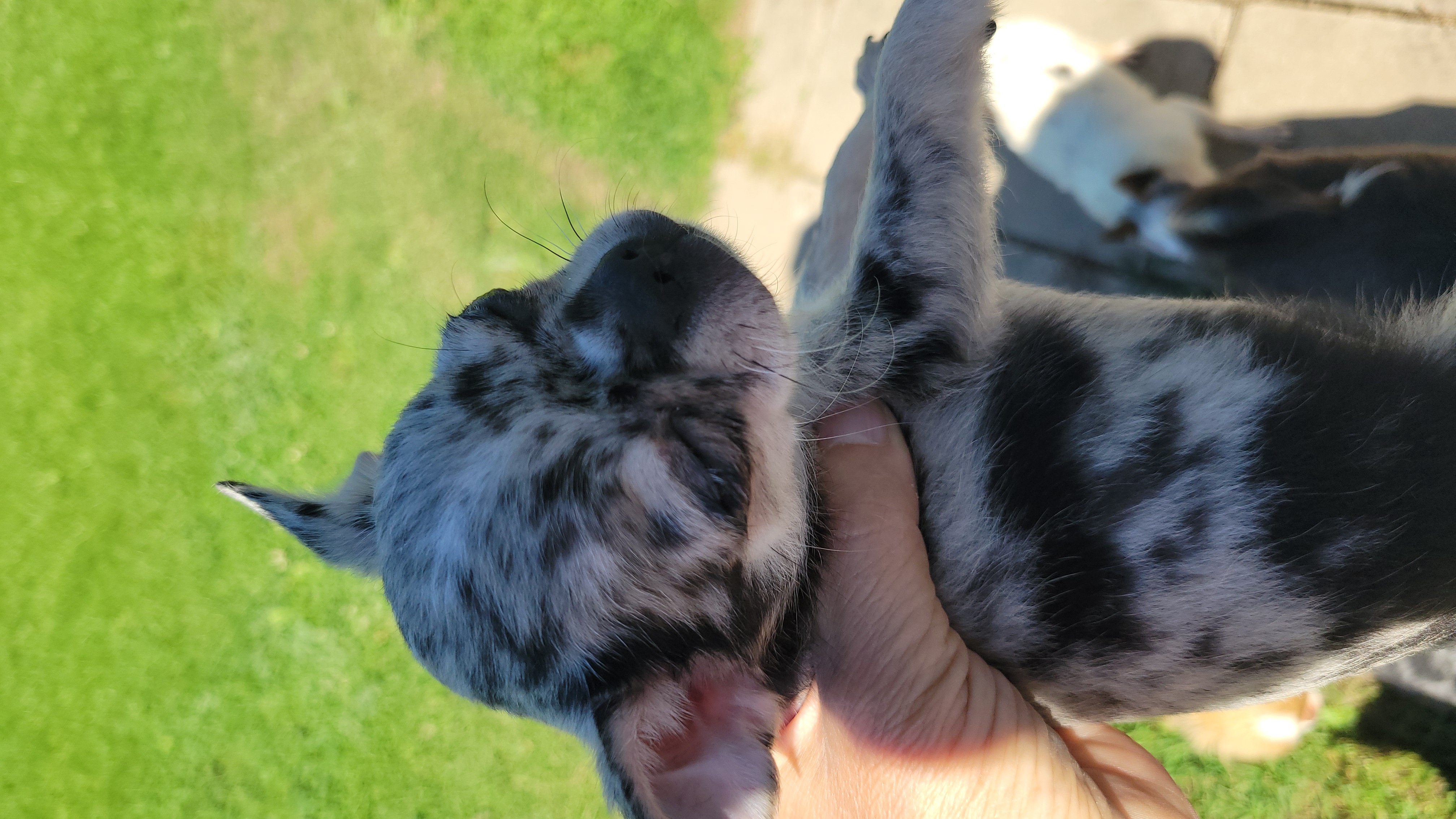 AKC Paco, a Chihuahua