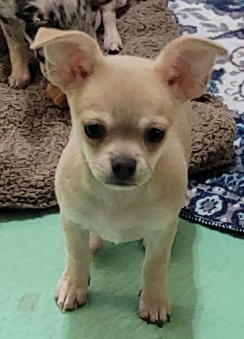 AKC Boy, a Chihuahua
