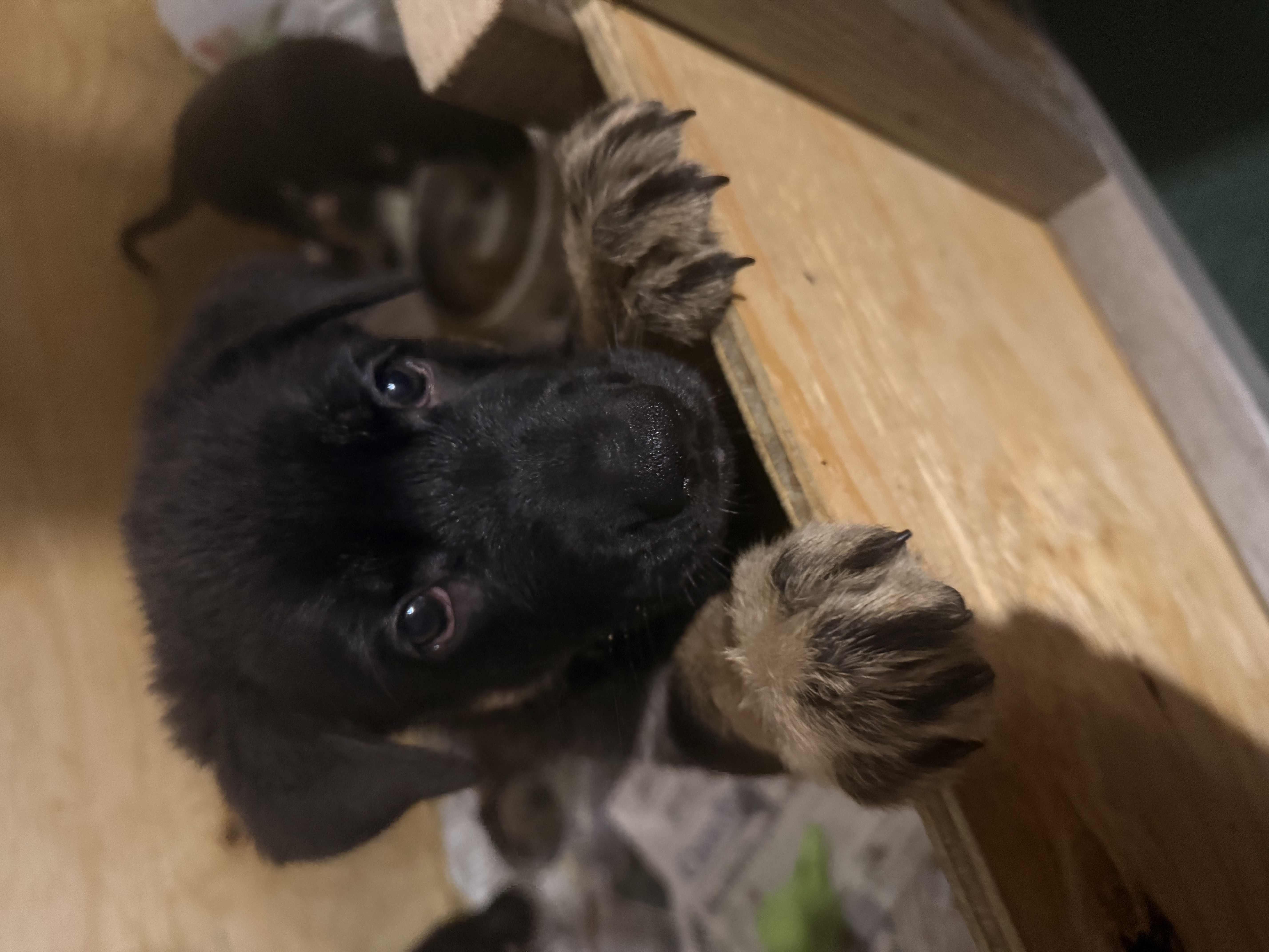 Puppy green, a German Shepherd