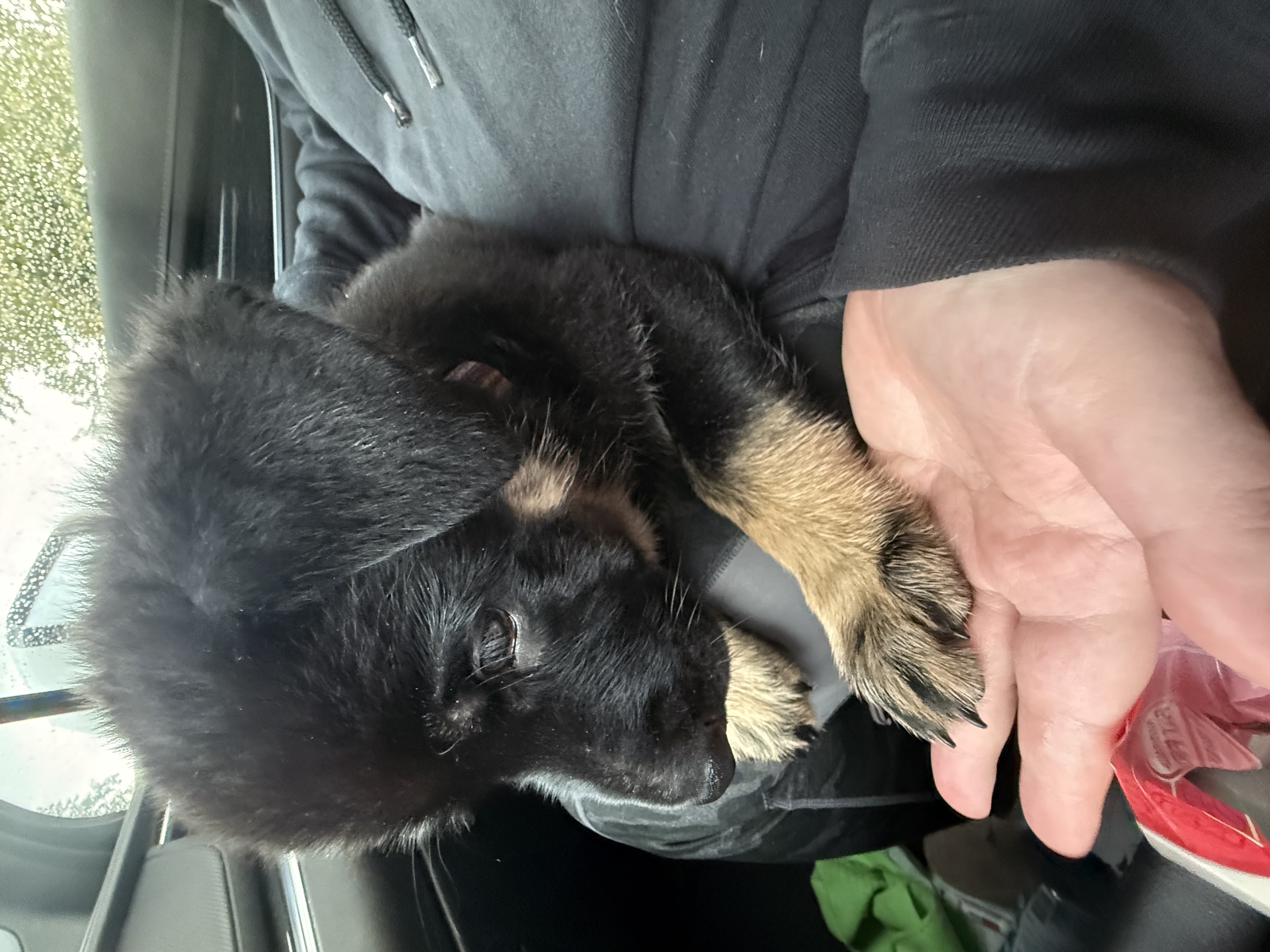 Puppy multi , a German Shepherd
