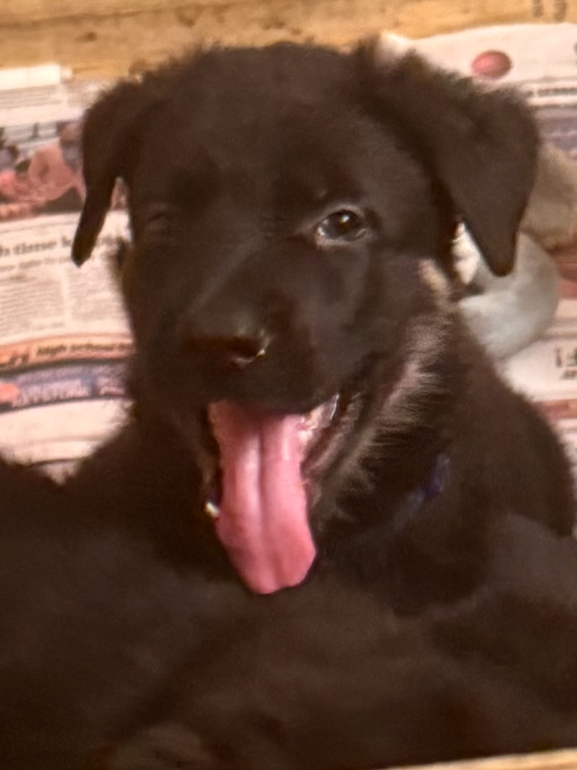 Puppy black , a German Shepherd
