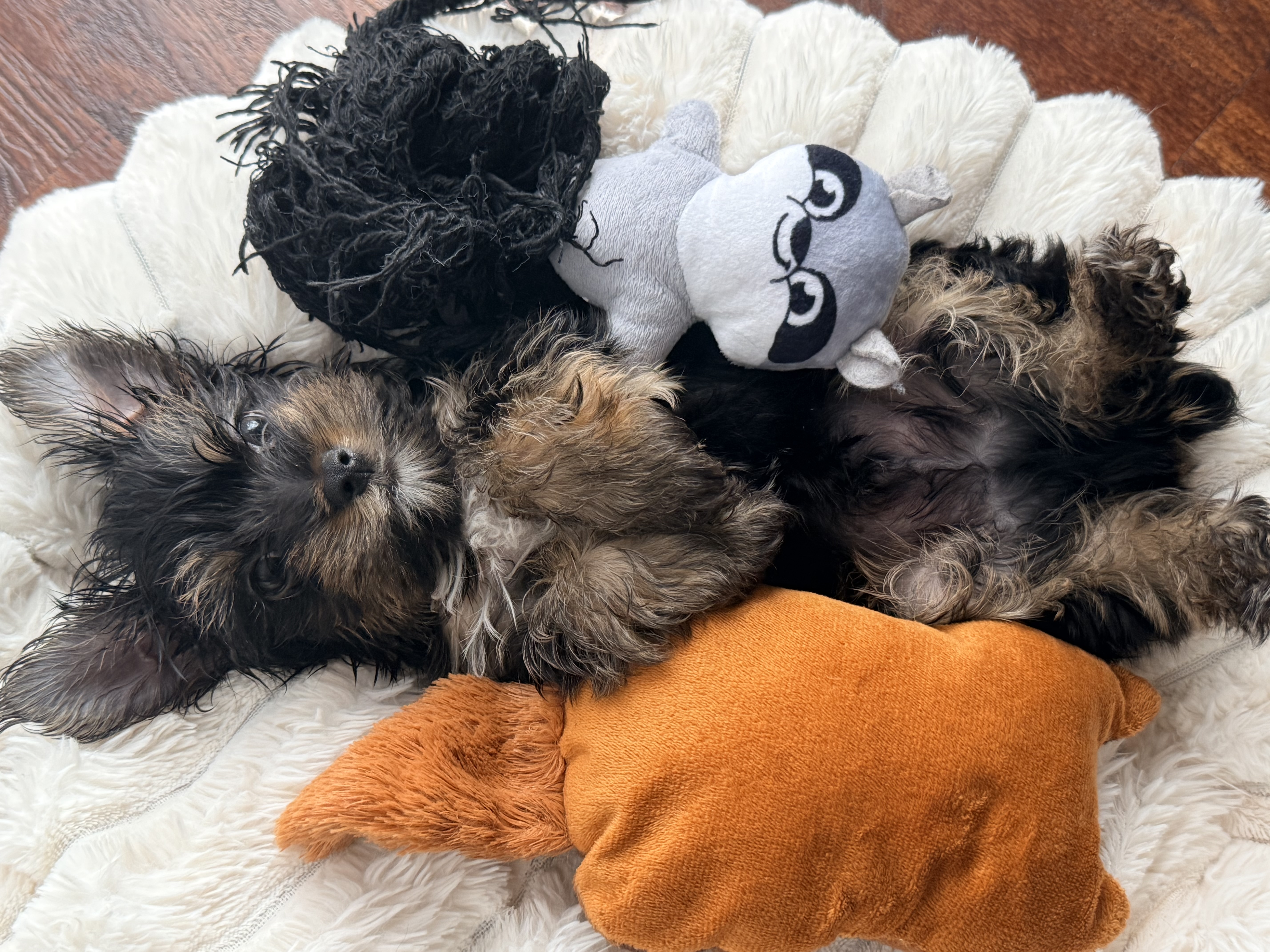 Valentino, a Yorkshire Terrier