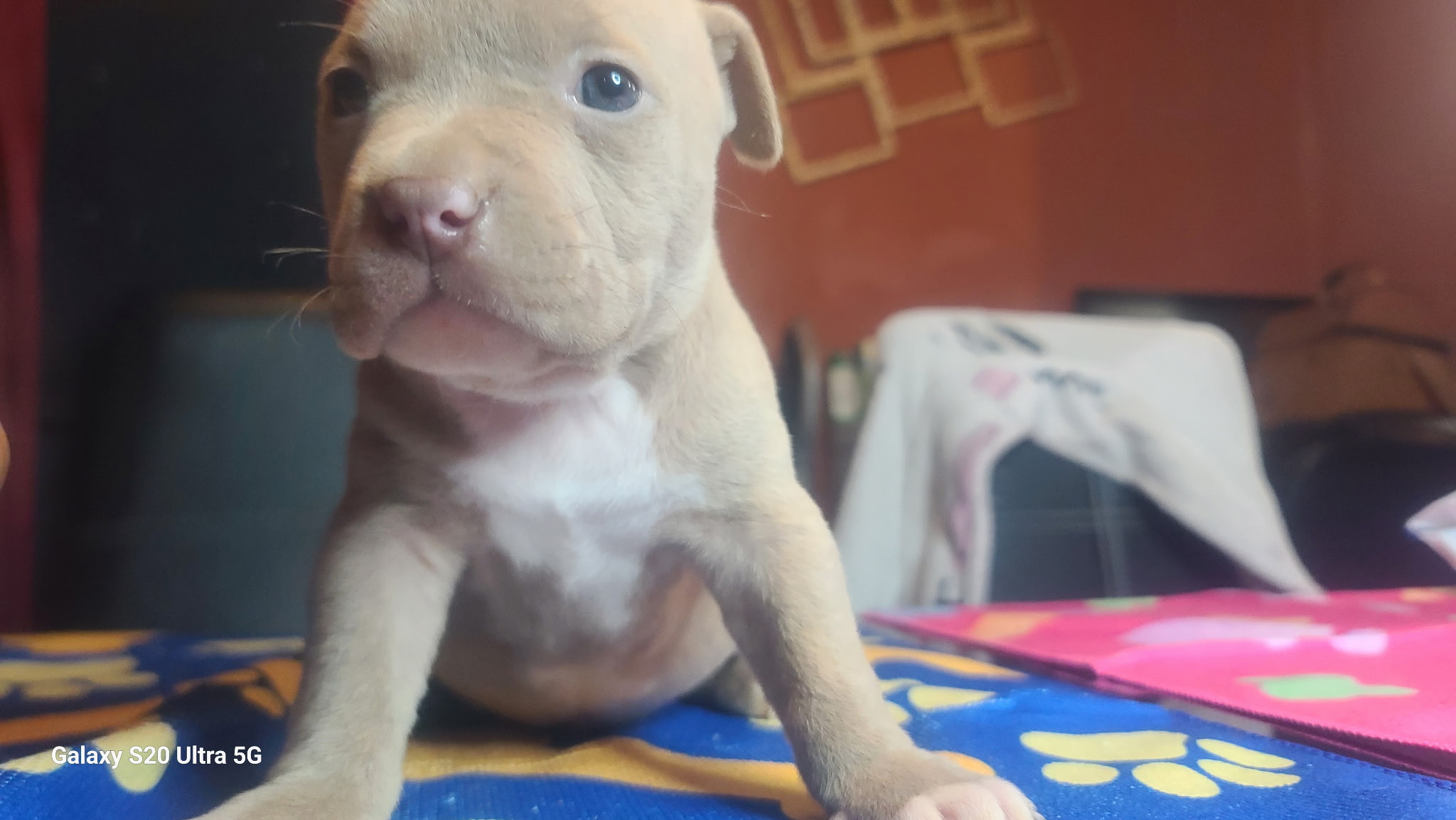 No name, a American Bulldog