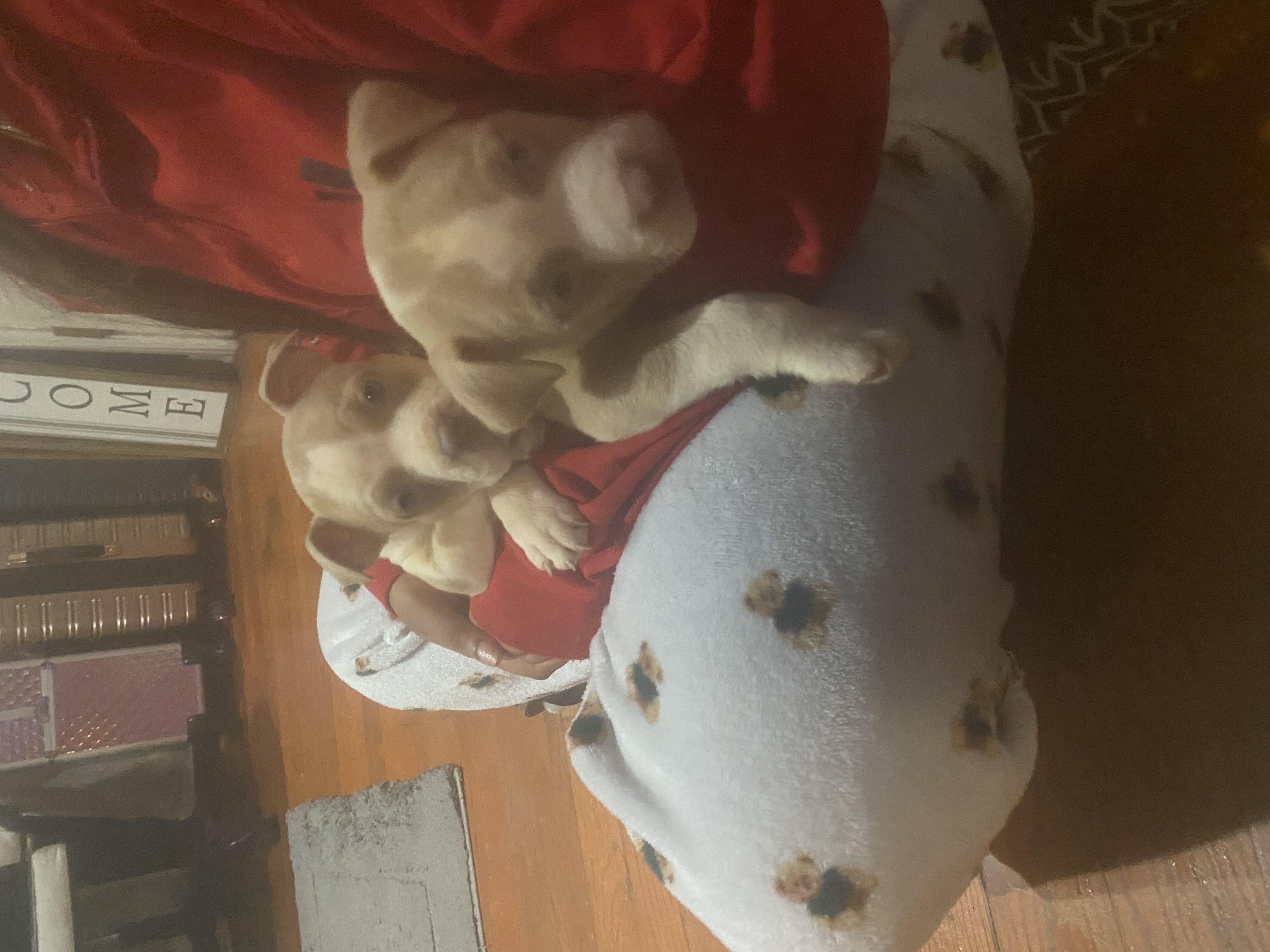 No name, a American Bulldog