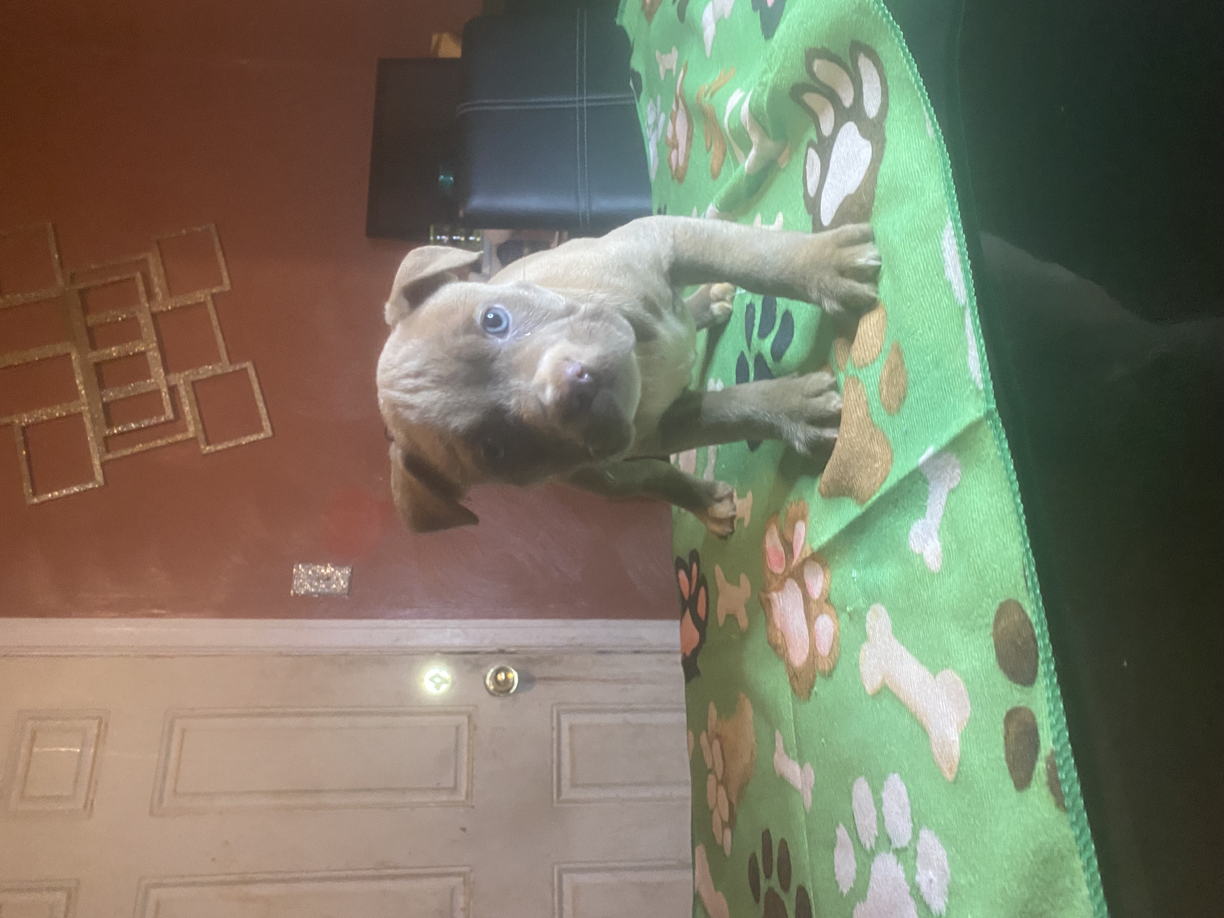 No name , a American Bulldog
