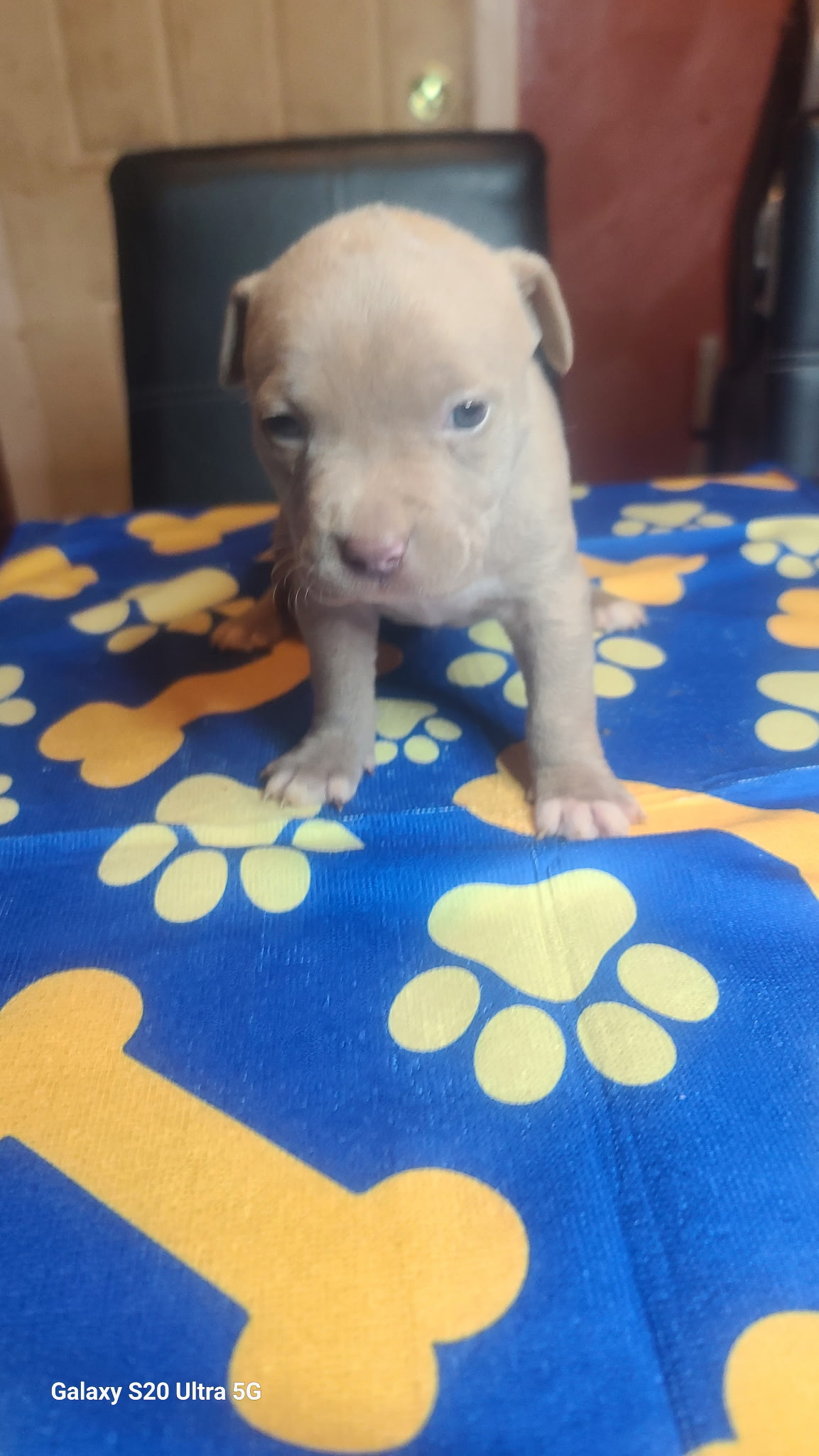 No name , a American Bulldog