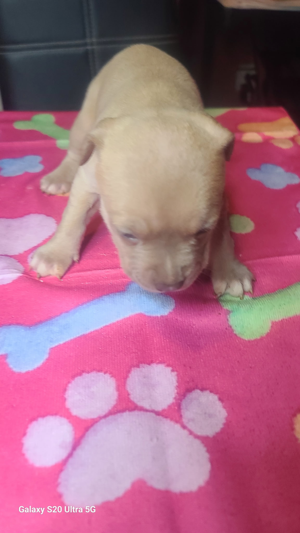 No name , a American Bulldog