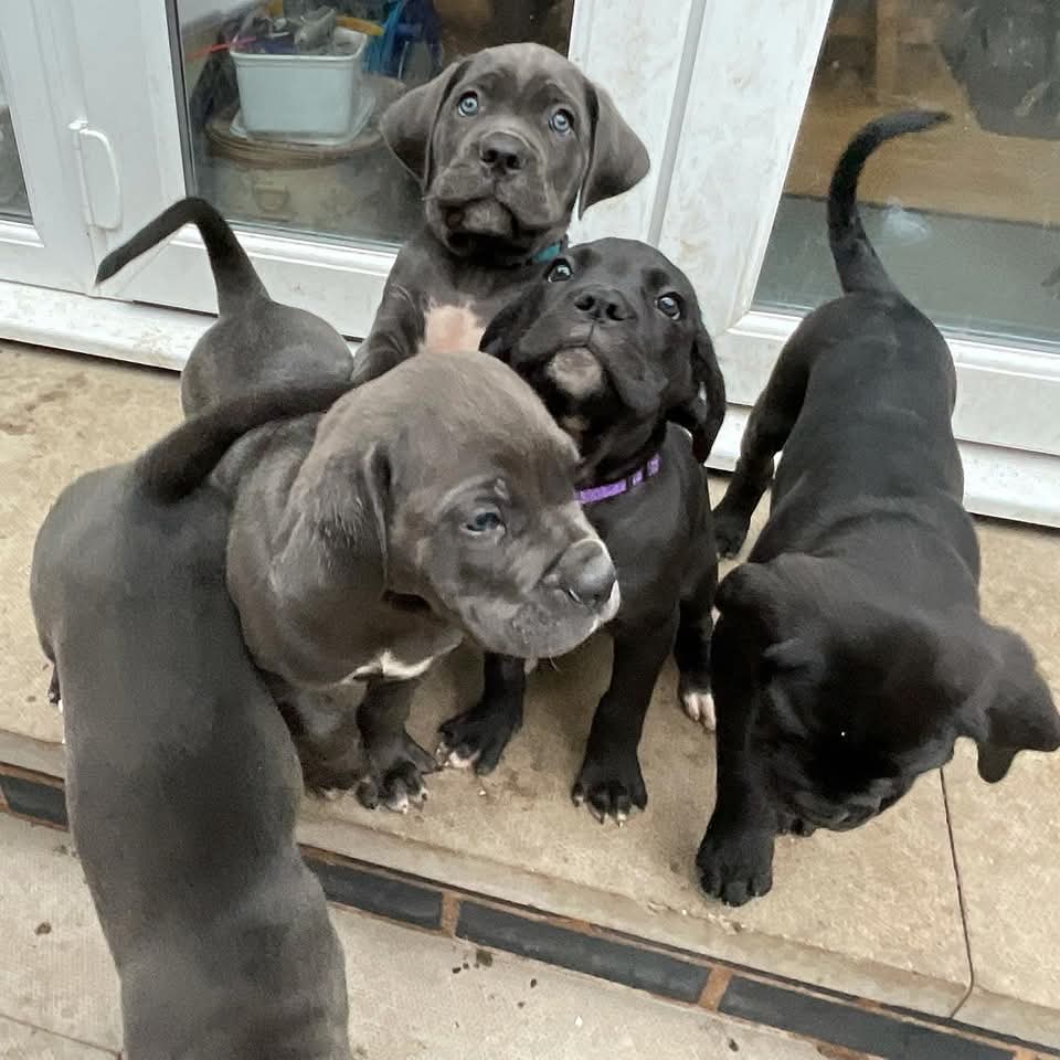 Billy, a Cane Corso